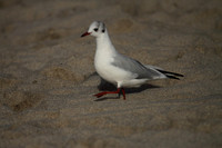 Black Headed Gull