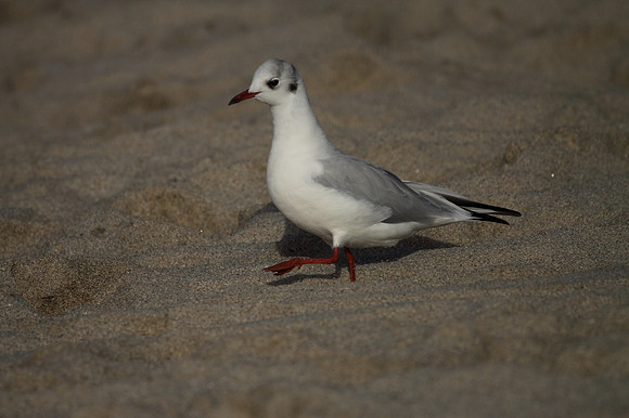 Black Headed Gull