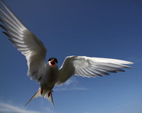 Arctic Tern attack