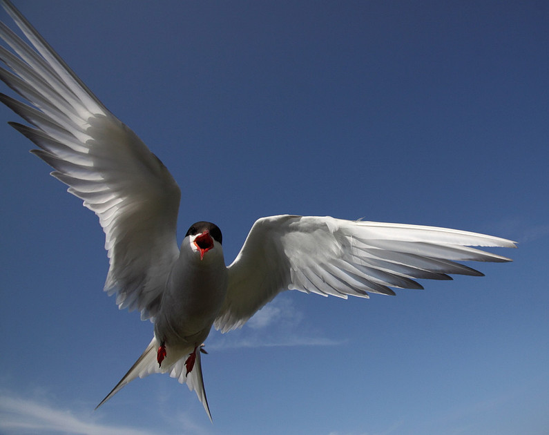 Arctic Tern attack