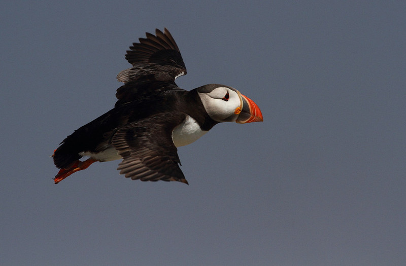 Puffin in Flight