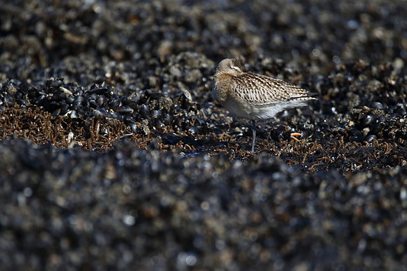 Bar Tailed Godwit