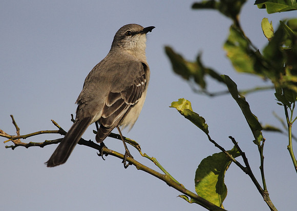 Northern Mocking Bird