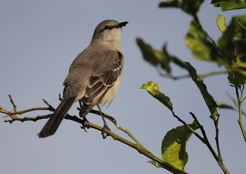 Northern Mocking Bird