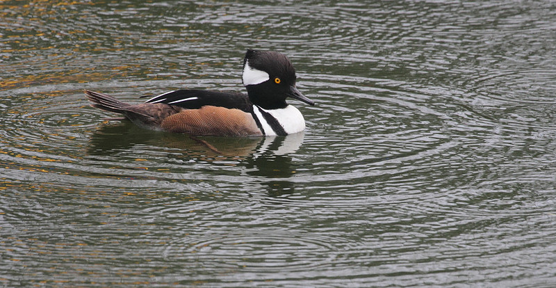 Hooded Merganser