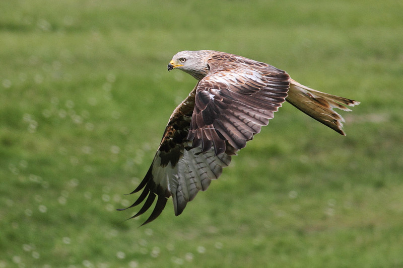 Red Kite