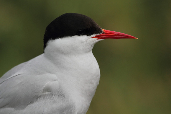 Arctic Tern