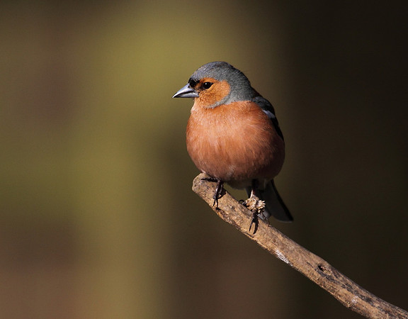 Male Chaffinch