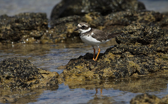 Ringed Plover