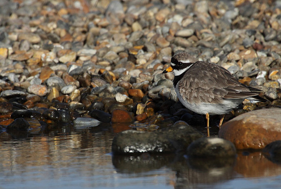 Ringed Plover