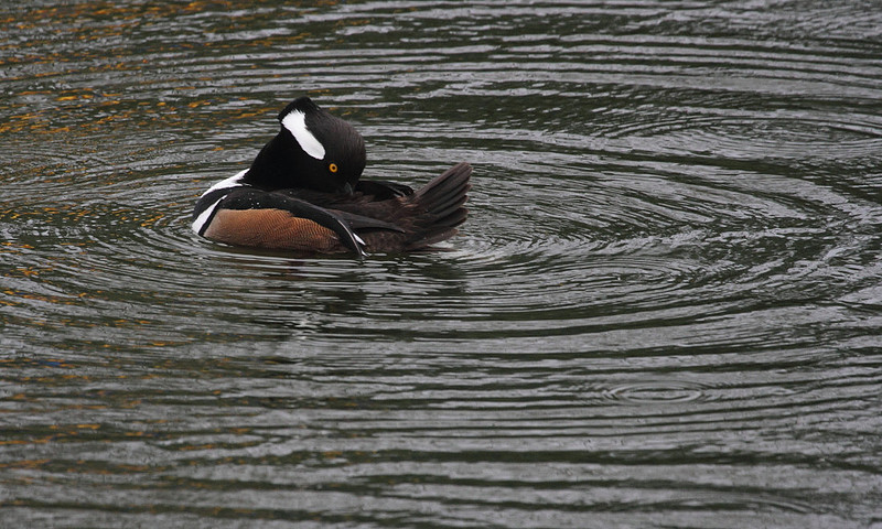Hooded Merganser