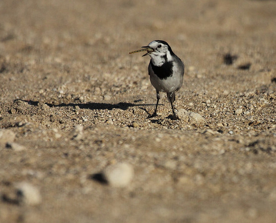 Pied Wagtail with Prey