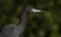 Little Blue Heron 1
