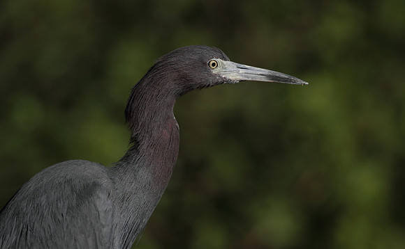 Little Blue Heron 1