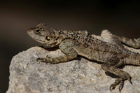 Lizards
