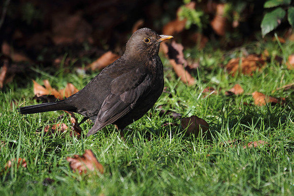 Female Blackbird