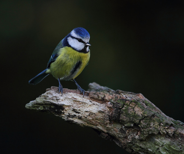 Blue Tit
