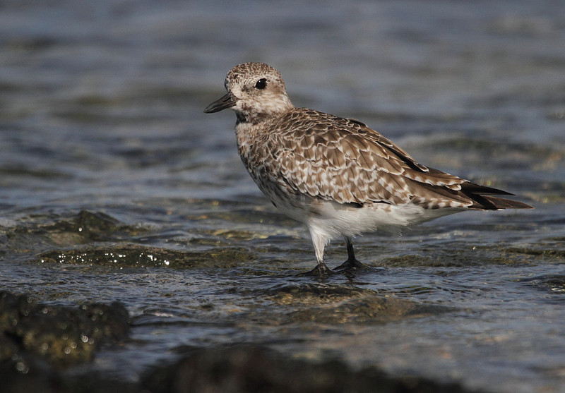 Grey Plover