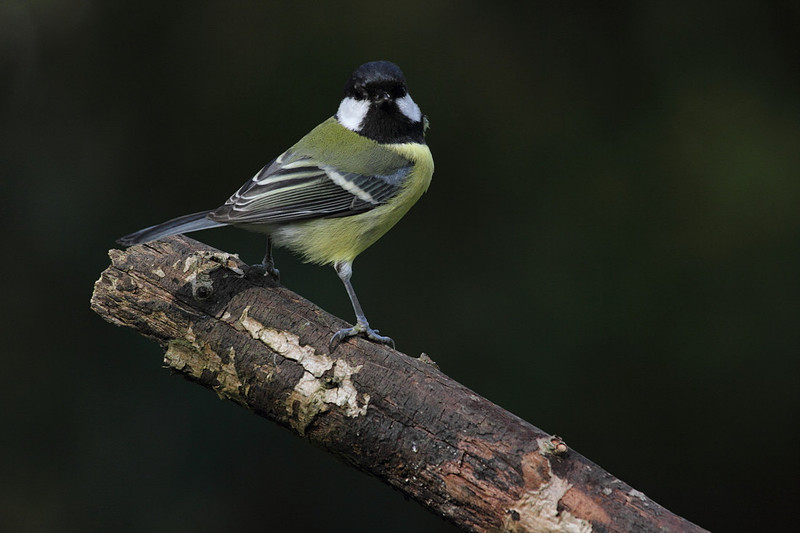 Great Tit