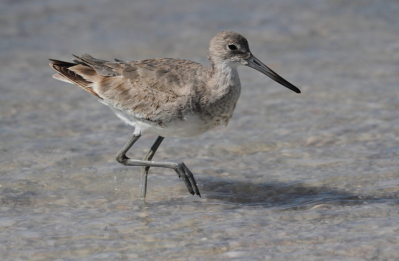 Willet