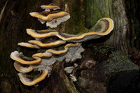 Many Zoned Polypore