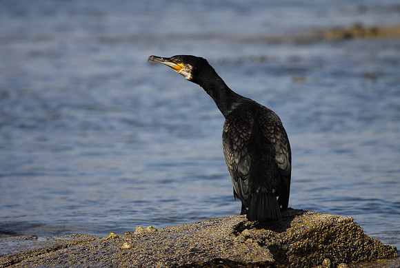 Cormorant