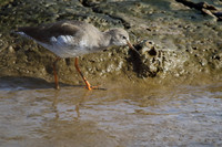 Redshank