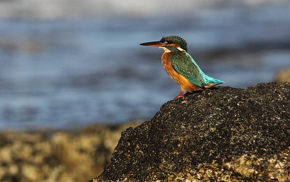 Female Kingfisher