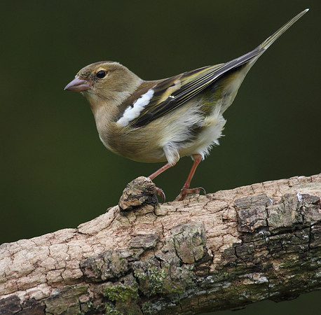 Female Chaffinch