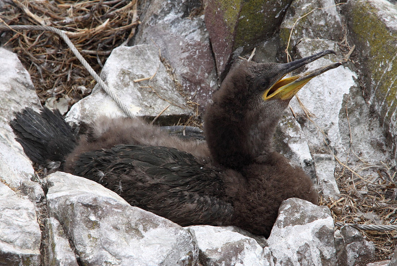 Shag