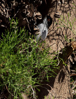 Sardinian Warbler