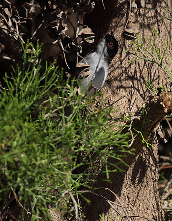 Sardinian Warbler