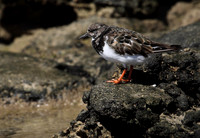 Turnstone