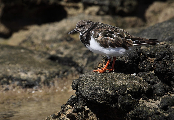 Turnstone