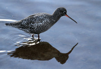 Spotted Redshank
