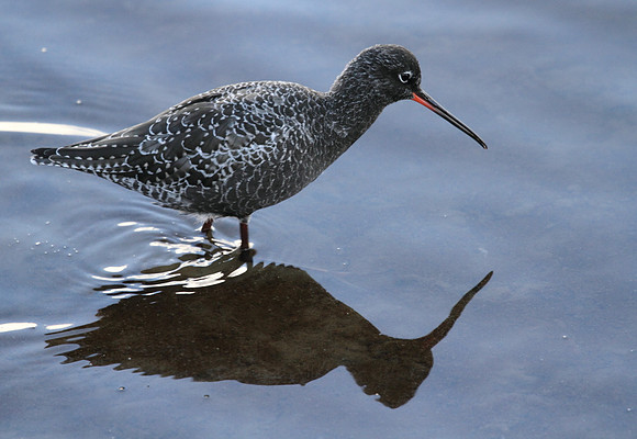 Spotted Redshank