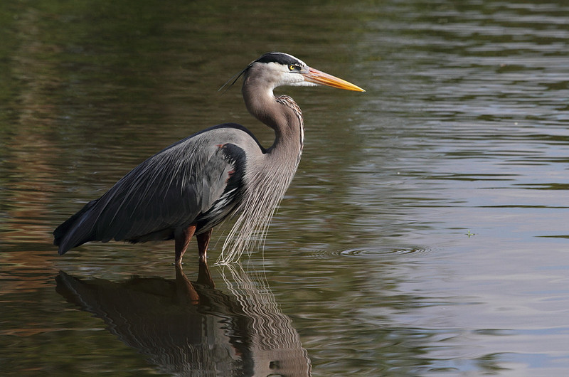 Great Blue Heron
