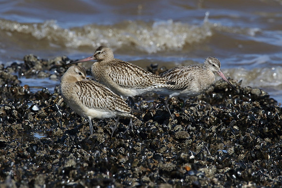 Bar Tailed Godwits