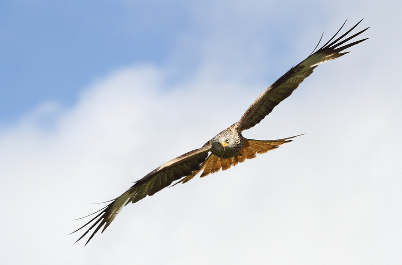 Red Kite