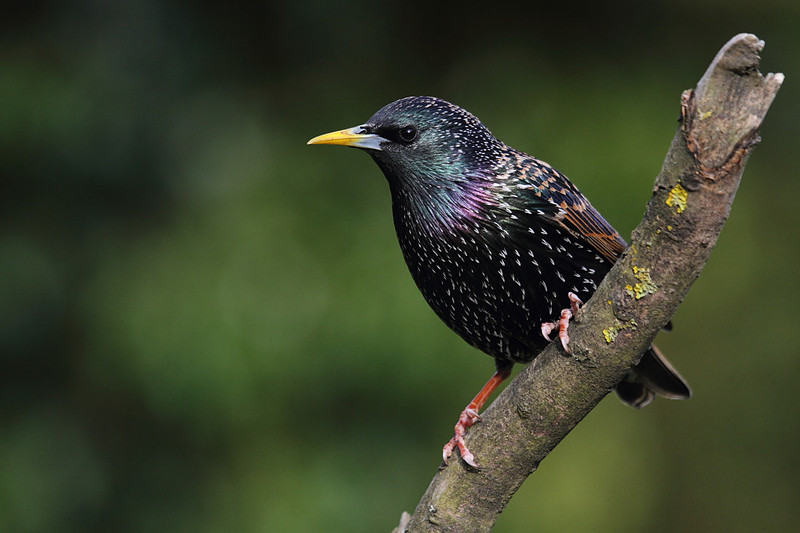 Starling