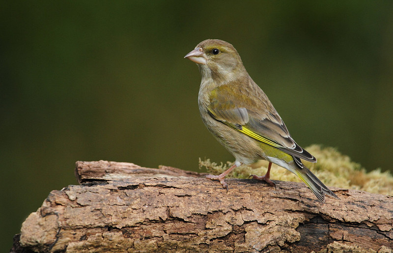 Female Greenfinch