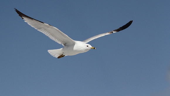 Ring Billed Gull