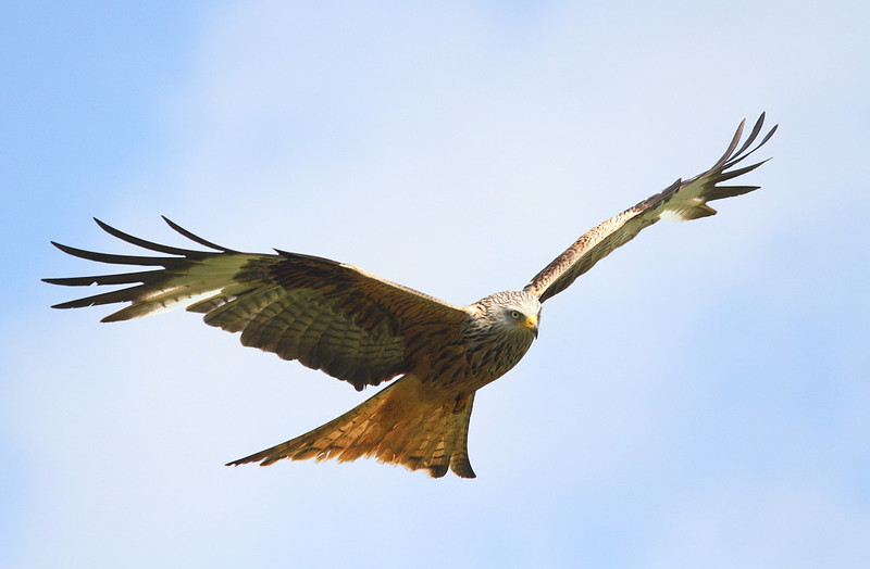 Red Kite