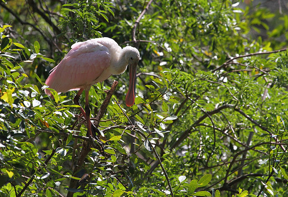 Roseate Spoonbill