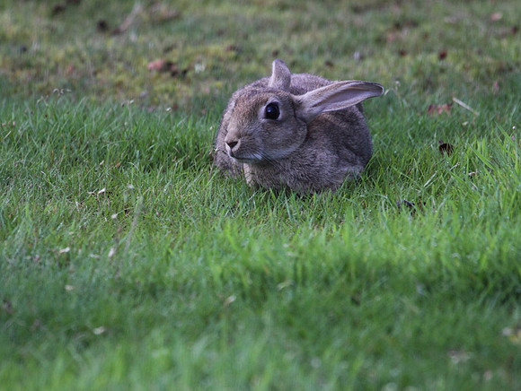 Rabbit