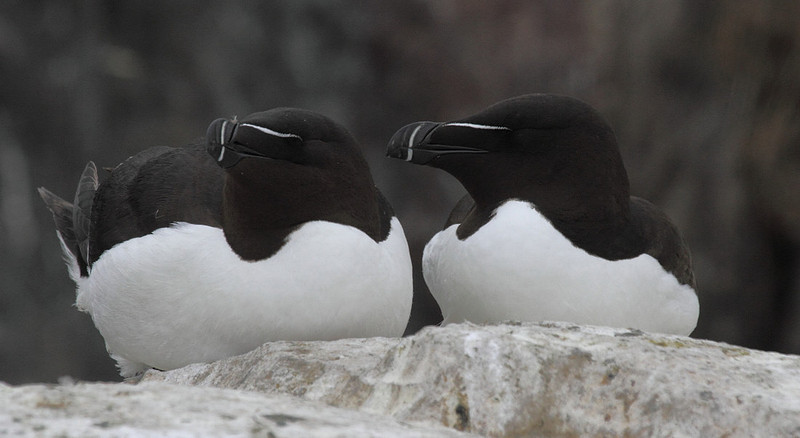 Razorbills