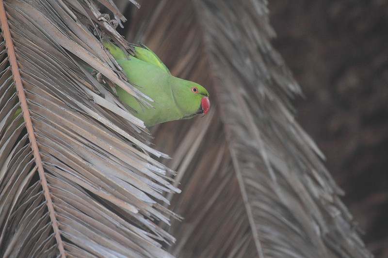 Ring Necked Parakeet