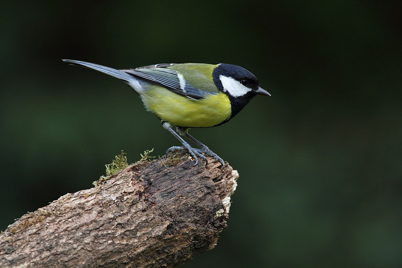 Great Tit