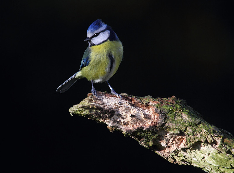 Blue Tit