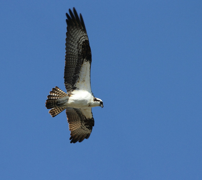 Osprey